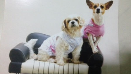 Mei Mei and Doe Doe sitting beautifully – the dogs that inspired Perfect Paws