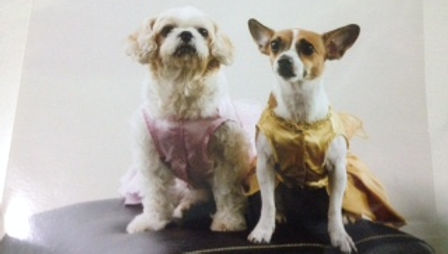 Mei Mei and Doe Doe dressed up – the two dogs behind Perfect Paws