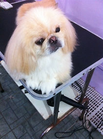 Shih Tzu freshly groomed at Perfect Paws Toa Payoh
