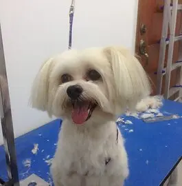 Dog with shiny coat after professional grooming at Perfect Paws