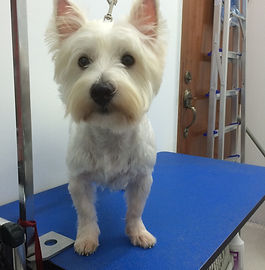 Groomed dog in teal and pink grooming environment