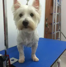 Groomed dog in teal and pink grooming environment