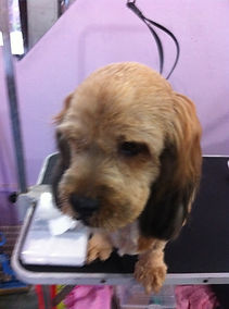 Small dog posing beautifully after grooming at Perfect Paws Singapore