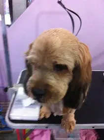 Small dog posing beautifully after grooming at Perfect Paws Singapore