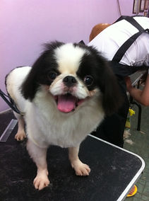 Happy dog after a full groom at Perfect Paws