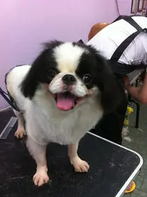Happy dog after a full groom at Perfect Paws