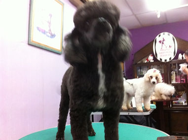 Two dogs posing after grooming session at Perfect Paws