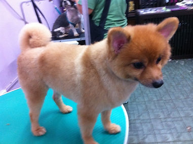 Fluffy dog looking great after grooming at Perfect Paws