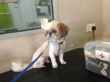 Happy dog after full groom at Perfect Paws Singapore