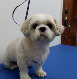 Small white dog after bath and groom