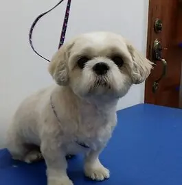 Small white dog after bath and groom at Perfect Paws