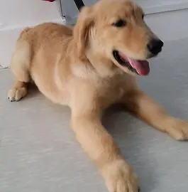 Dog looking fresh and clean after grooming Singapore
