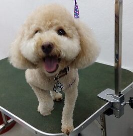 Pet grooming result – happy dog in Singapore salon