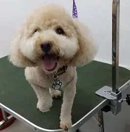 Pet grooming result – happy dog in Singapore salon