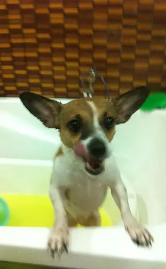 Dog enjoying a relaxing grooming session at Perfect Paws Toa Payoh