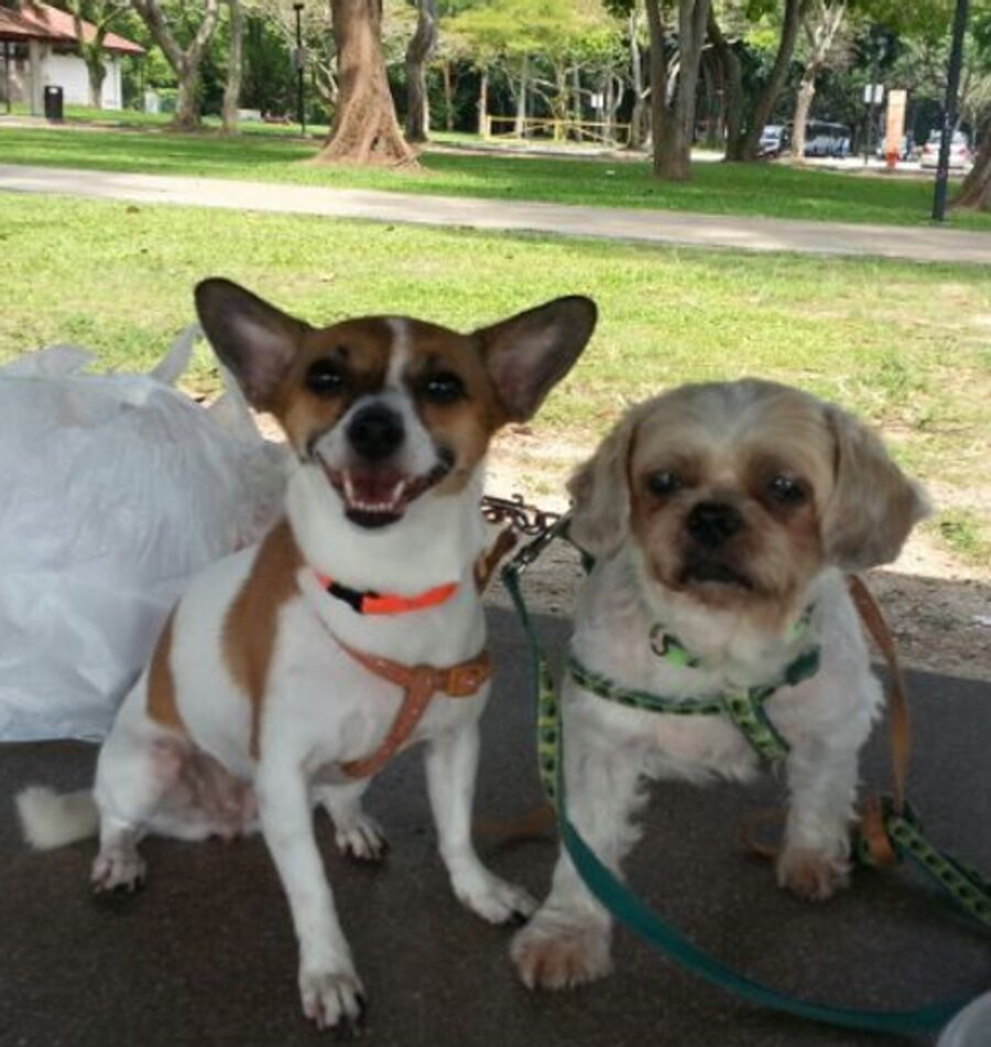 Two happy dogs – Mei Mei and Doe Doe, the inspiration behind Perfect Paws