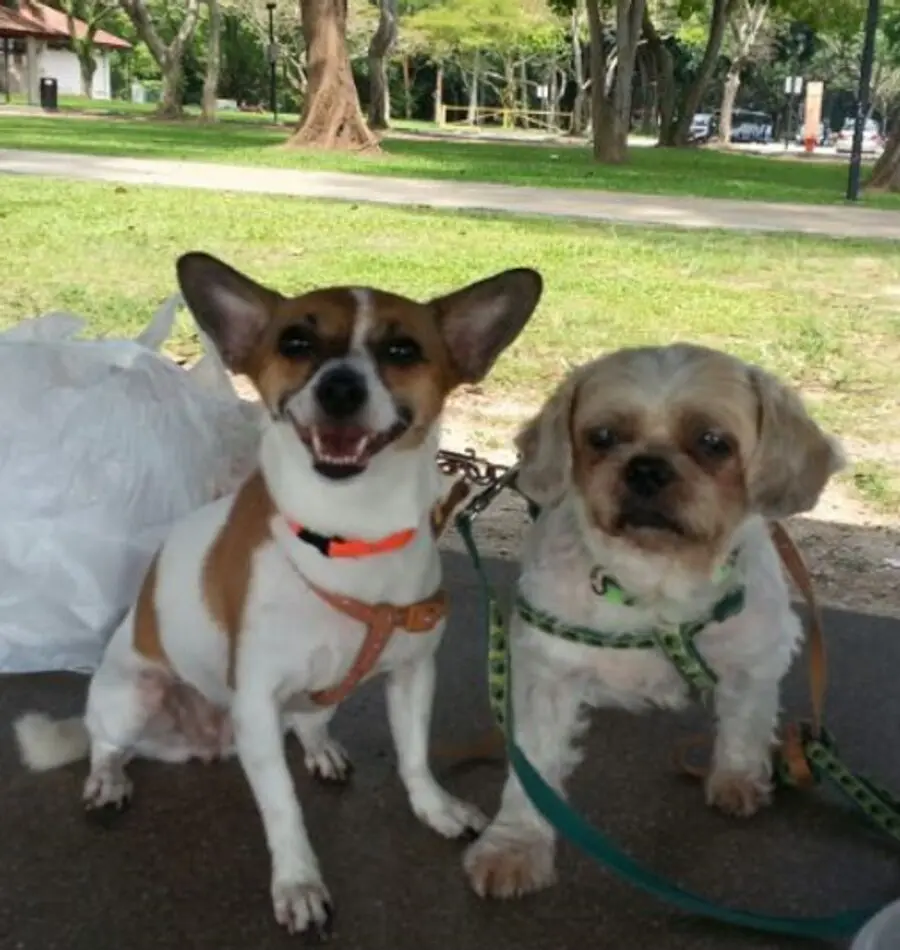 Two happy dogs – Mei Mei and Doe Doe, the inspiration behind Perfect Paws