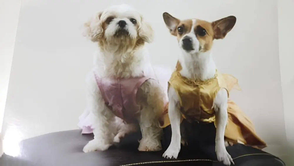 Mei Mei the Shih Tzu and Doe Doe the Jack Russell/Chihuahua – the two dogs behind Perfect Paws