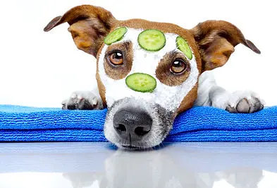 Professional dog grooming session at Perfect Paws Toa Payoh Singapore